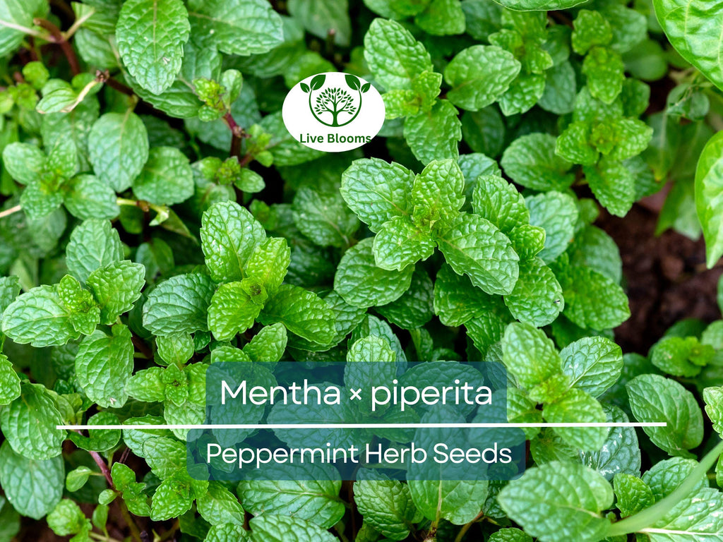 30 mg Seeds Peppermint Herb – Mentha × piperita | Fresh Mint for Planting, Culinary, Tea Uses