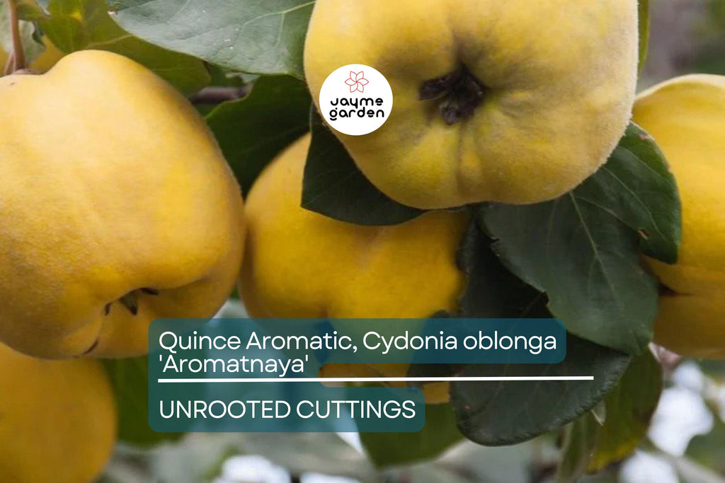 Quince Aromatic 'Aromatnaya' | 4 Hardwood Cuttings | Pineapple-Like Flavor | Self-Fertile | Disease-Resistant | Perfect for Cooking