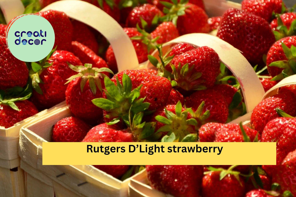 Rutgers D’Light Strawberry Roots – 25 Bare Root Plants, Ever-Bearing Variety for Garden, Sweet Red Fruit, Hardy Perennial Zones 4–9