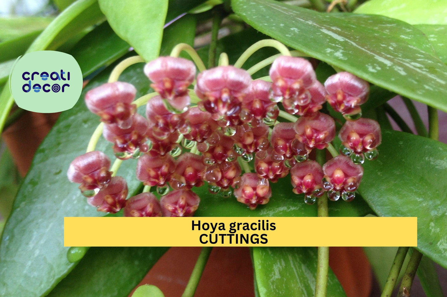 2 Hoya gracilis Cuttings or Rooted | Hoya memoria Live Plant | Wax Vine Starter | Trailing Houseplant | Easy Care Indoor Plant