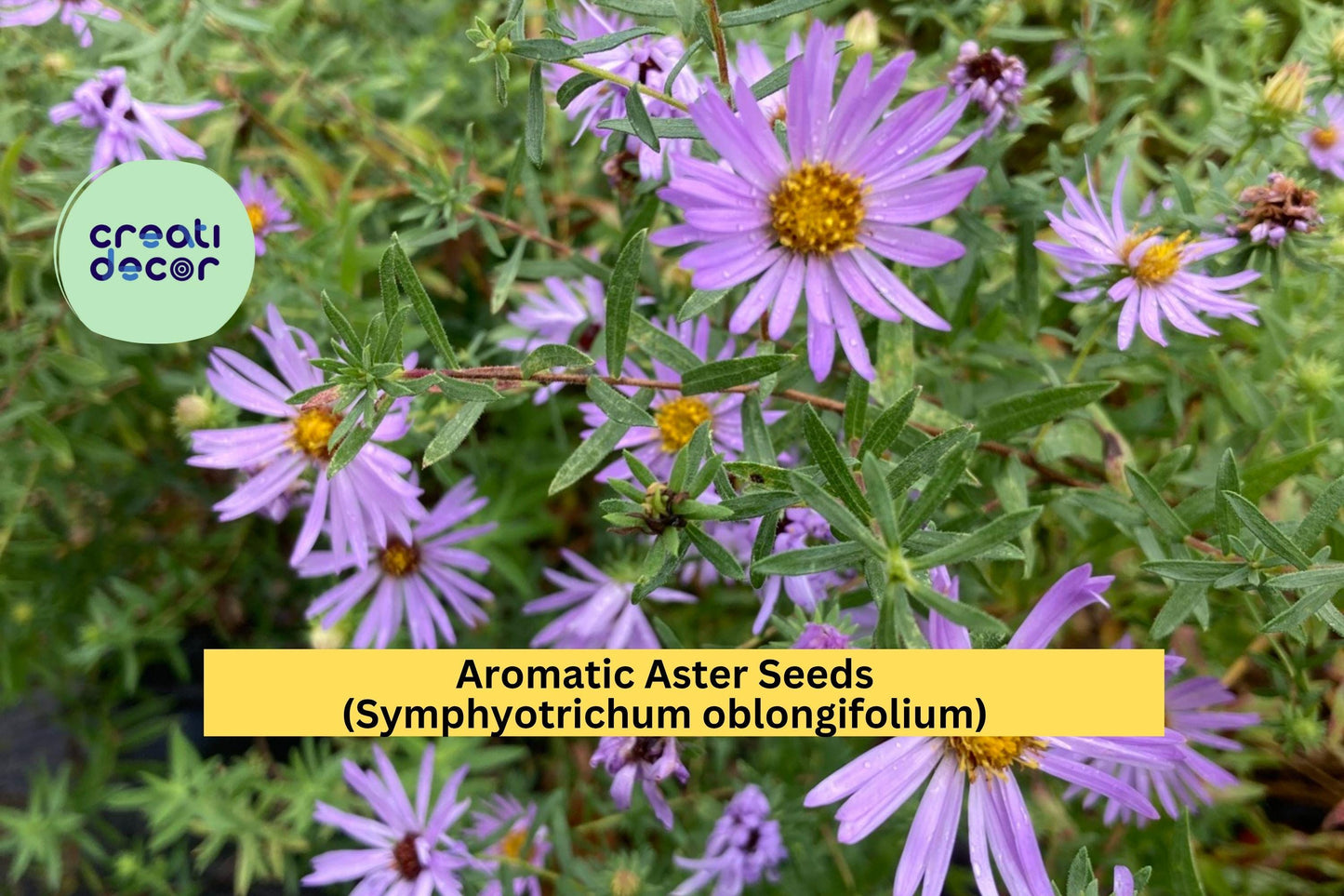 Aromatic Aster Seeds (Symphyotrichum oblongifolium) – 100 Seeds – Native Purple Perennial for Pollinator and Cottage Gardens