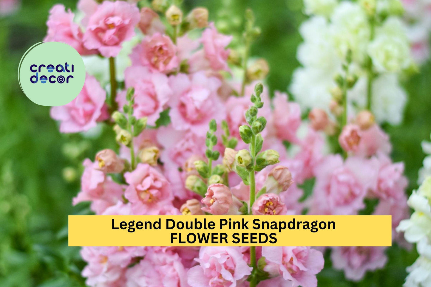 1000+ Legend Double Pink Snapdragon Seeds – Tall, Ruffled Pink Blooms for Garden Planting, Cut Flowers & Borders – USA