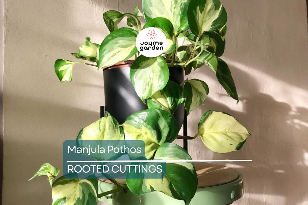 Manjula Pothos Rooted Cutting | Live Houseplant Cutting with Variegated Leaves | Easy Care & Stunning Foliage