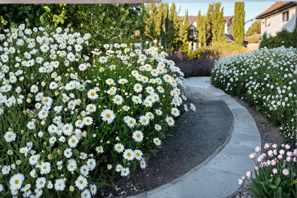 Shasta Daisy – Leucanthemum × superbum 100 Seeds | Classic White Perennial | Long Bloom Season | Pollinator-Friendly Flower