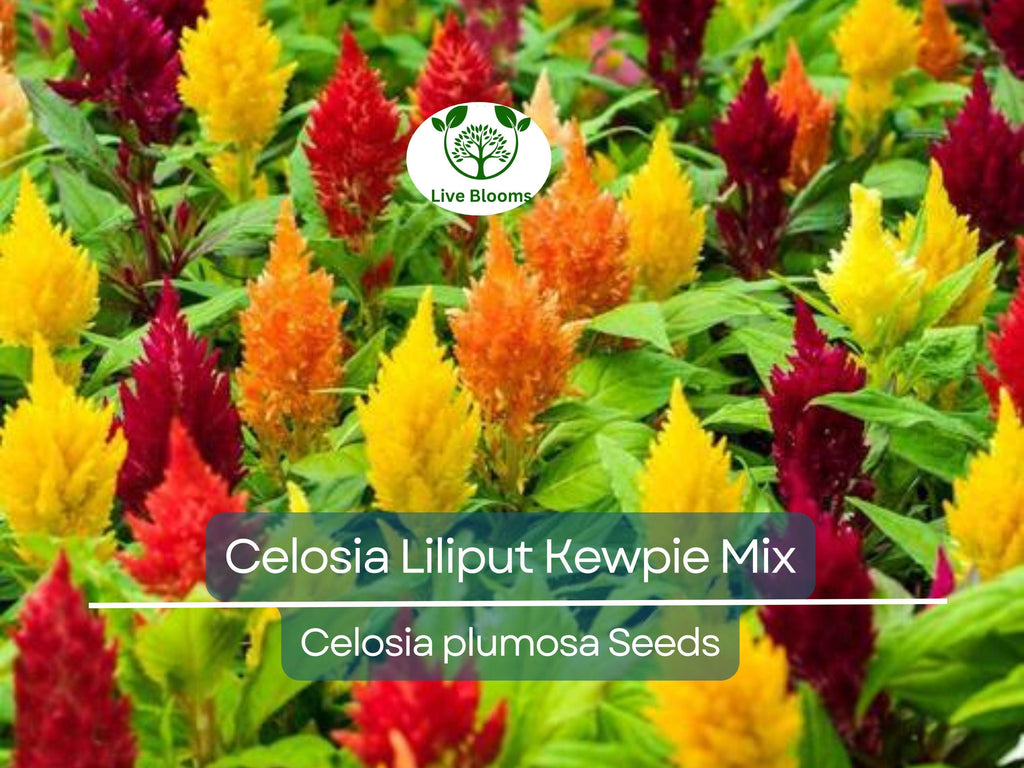 200 Seeds Celosia Plumosa LILLIPUT KEWPIE Mix, Dwarf Variety for Borders & Containers, Non-GMO, Vibrant Color, Easy to Grow, Annual Flowers