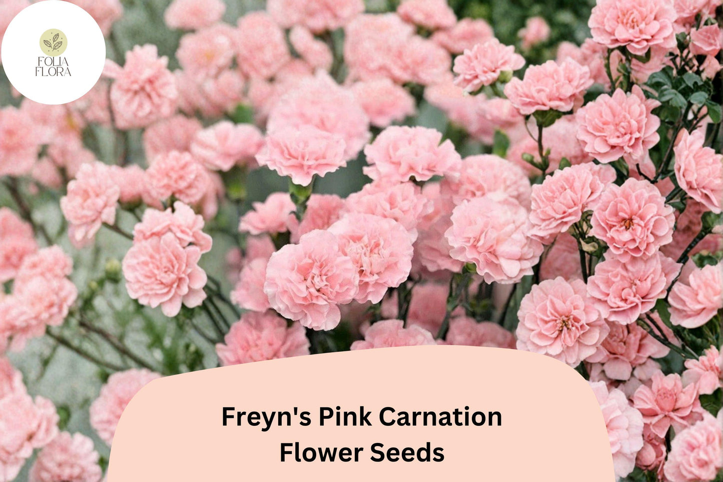 200+ Freyn’s Pink Carnation Seeds: Fragrant Pink Blooms, Hardy Perennial Garden Flowers