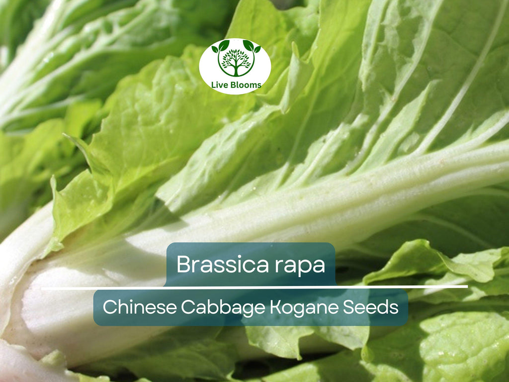 150 Seeds Chinese Cabbage Kogane - Brassica rapa | Heirloom Asian Cabbage for Planting, Gardening & Crisp Fresh Harvests