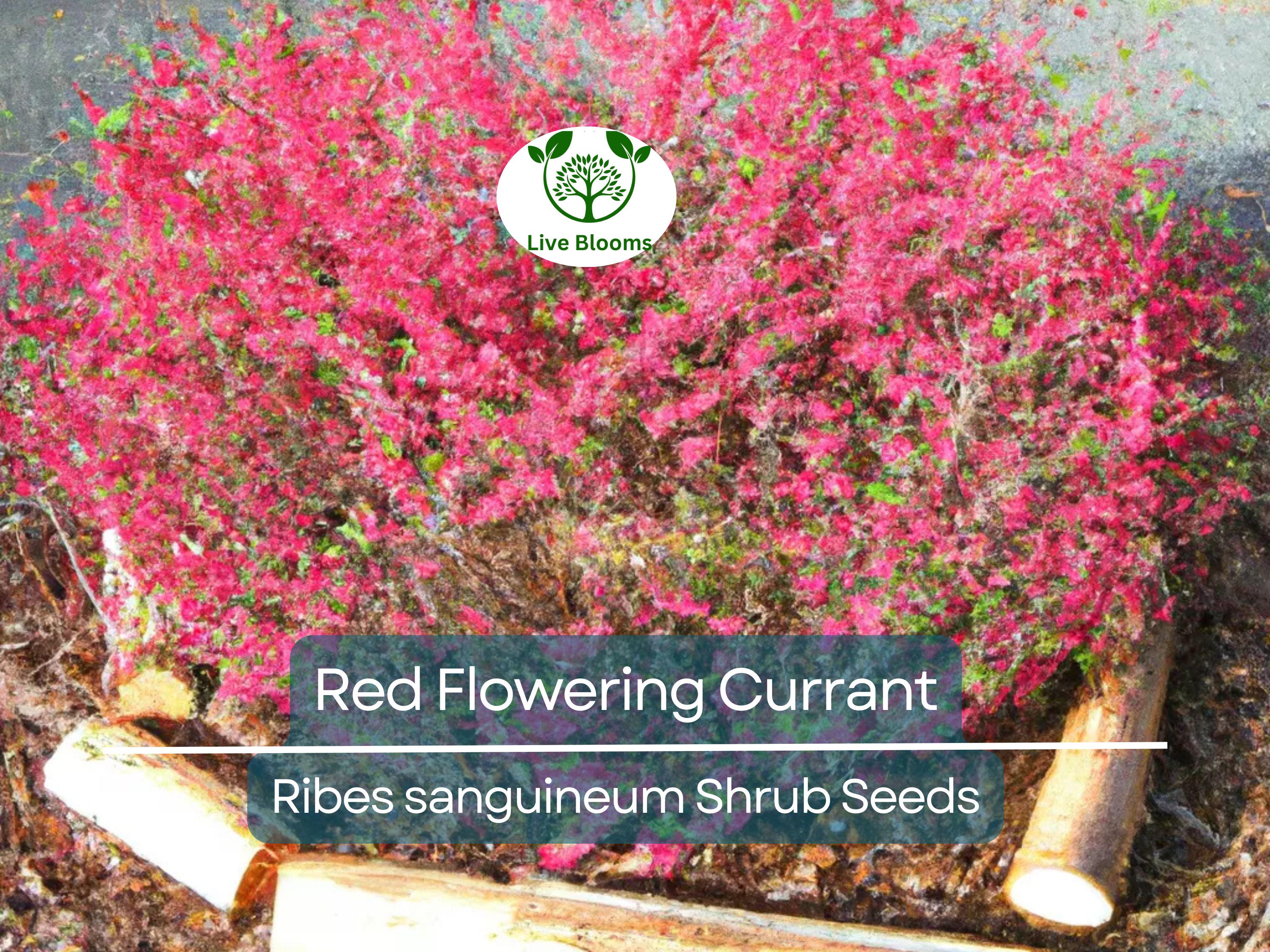 10 Red Flowering Currant Shrub Seeds (Ribes sanguineum), Ornamental Hedge Bush, Hardy Flowering, Spring Blooms for Garden & Landscaping