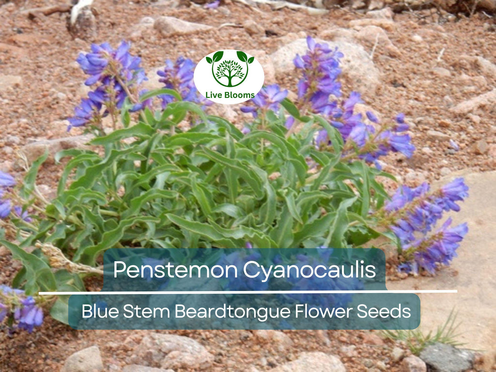 100 mg Seeds Penstemon Cyanocaulis (Blue Stem Beardtongue) for Planting | Hardy Perennial Wildflower for Pollinator Gardens