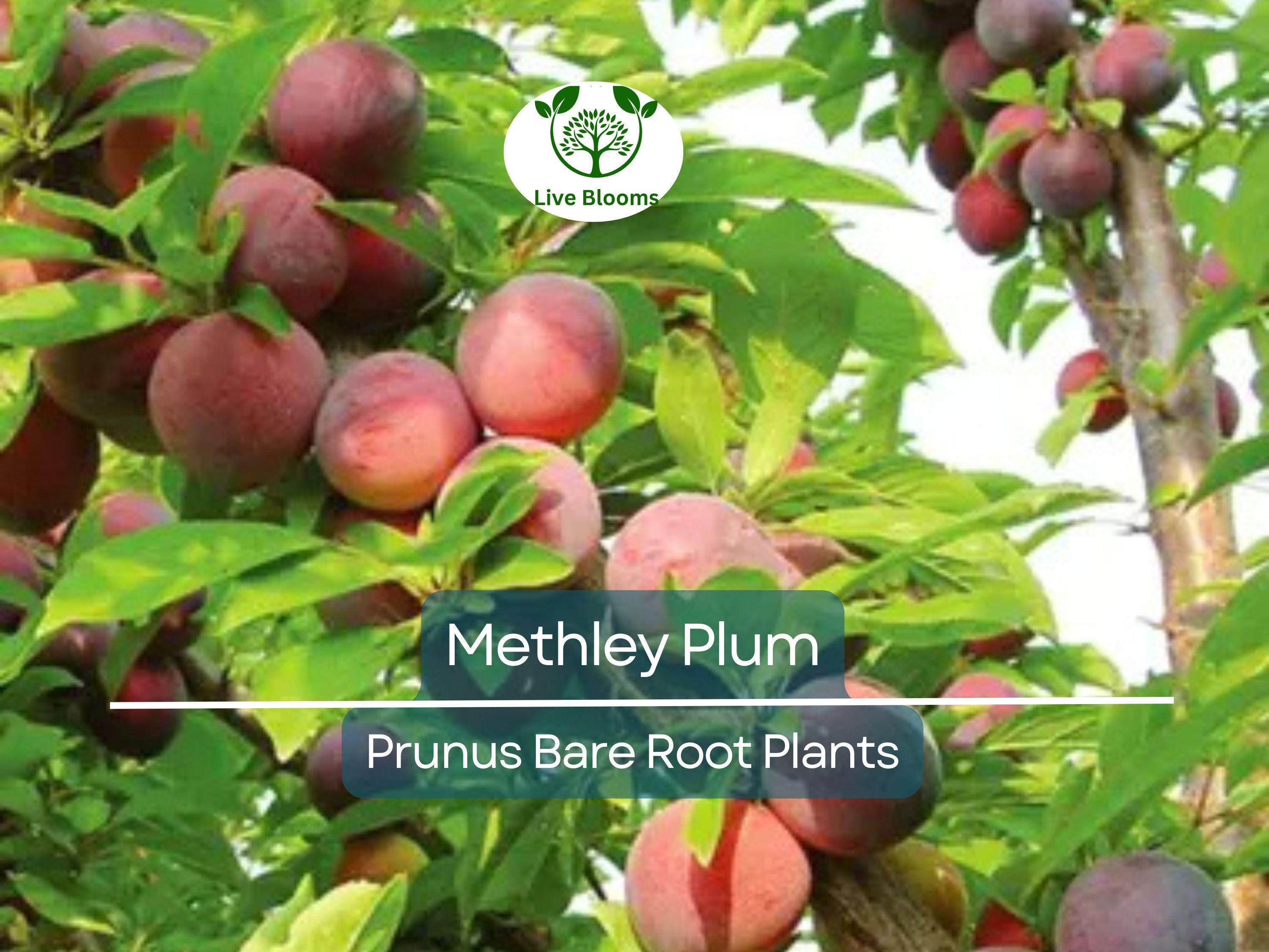 1 Methley Plum Tree – Live Bare Root Fruit Tree (2ft) – Juicy, Sweet Red Plums – Self-Fertile & Cold Hardy – Zone 5–9