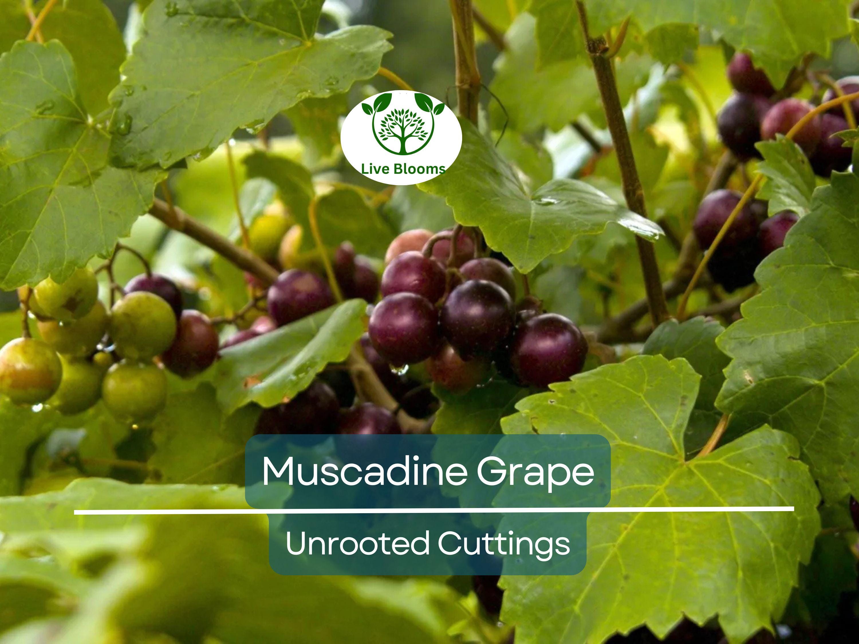 8 Fresh Vine Clippings Muscadine Grapes (Vitis rotundifolia) - Organic Wild Grown Superfood for Propagation & Grafting