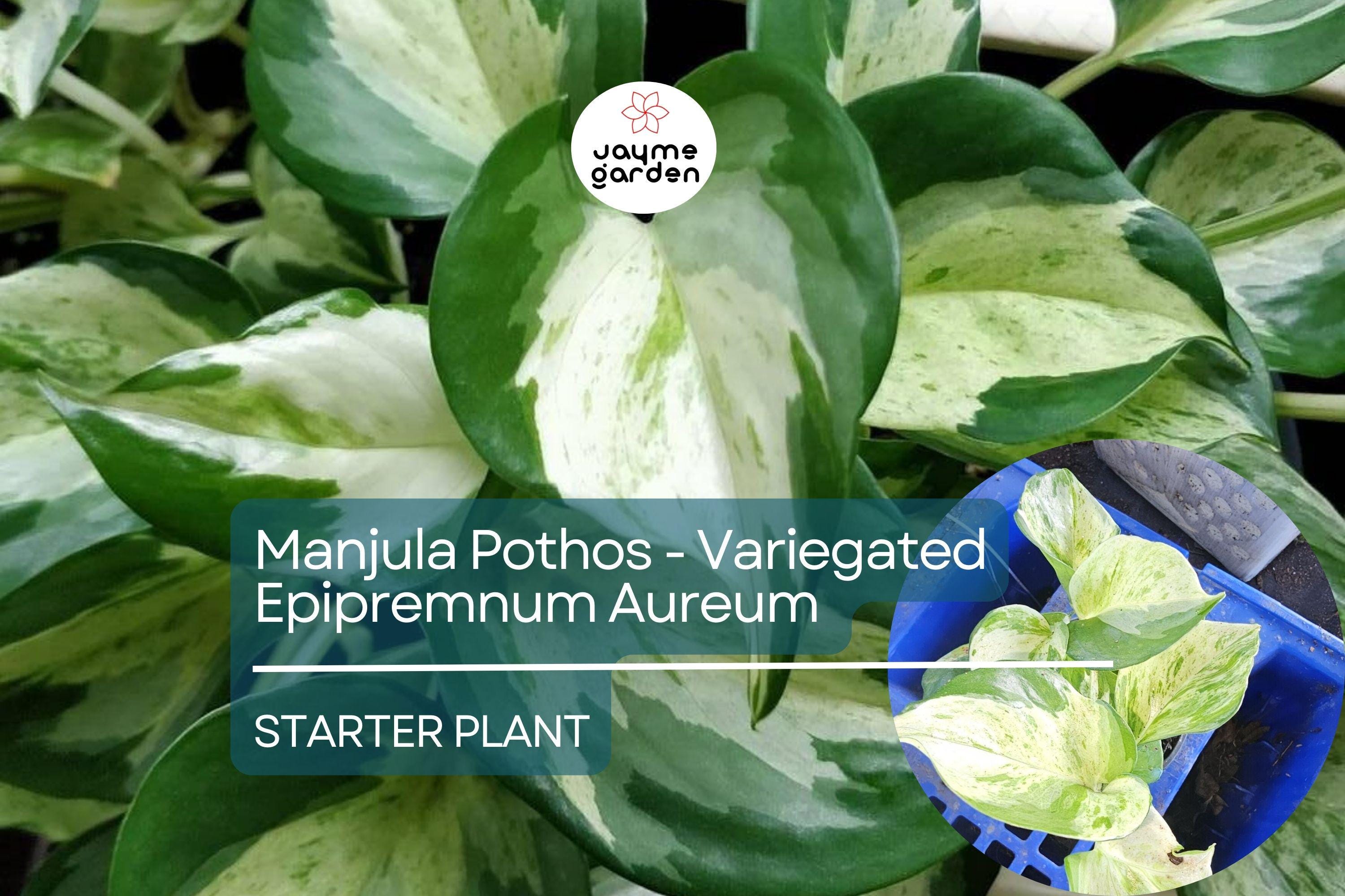 Manjula Pothos Starter Plant - Variegated Epipremnum Aureum - Unique White Green Foliage for Indoor Decor, Hanging Baskets & Shelves