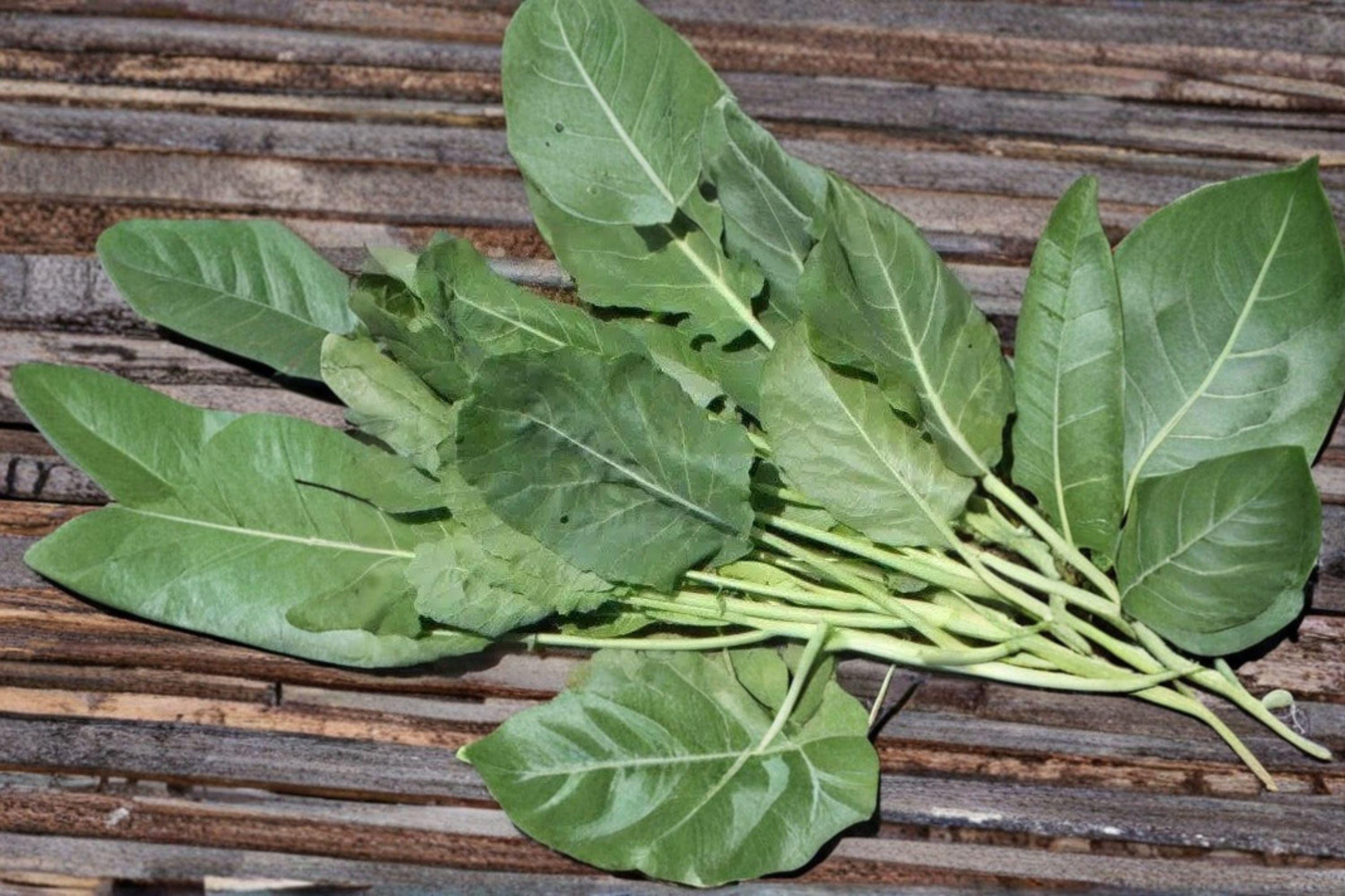 Collards – Vates 300 Seeds | Heirloom Collard Green | Compact Plants | Excellent Cold Tolerance