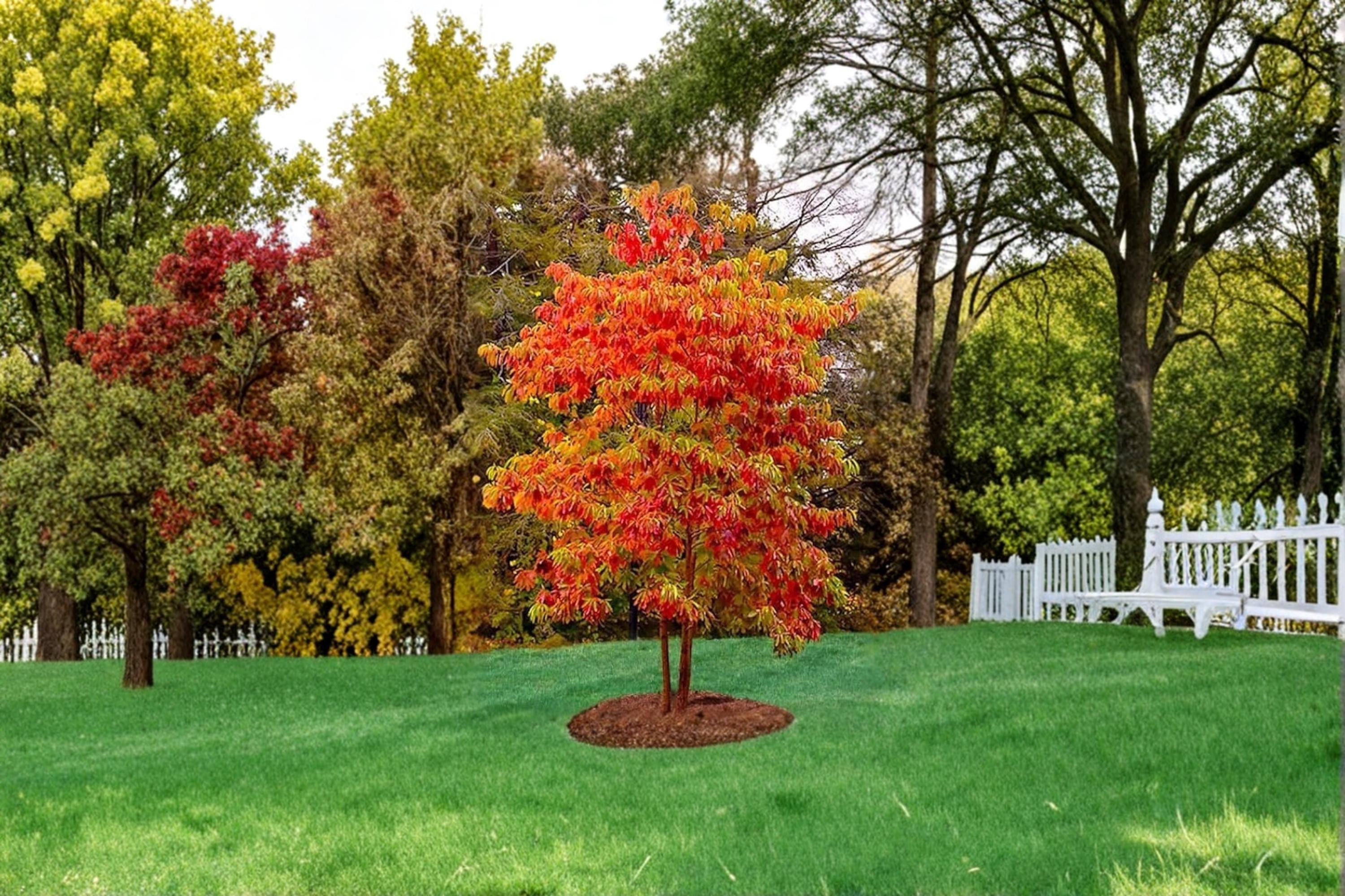 Sassafras 2 Live Trees 1–2 ft Tall Bare Root (Sassafras albidum) Native Tree