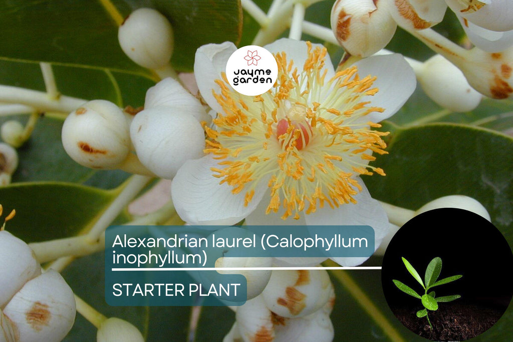 Ball Nut / Alexandrian Laurel (Calophyllum inophyllum) Live Tropical Tree 12”-24” – Elegant Ornamental and Versatile Uses