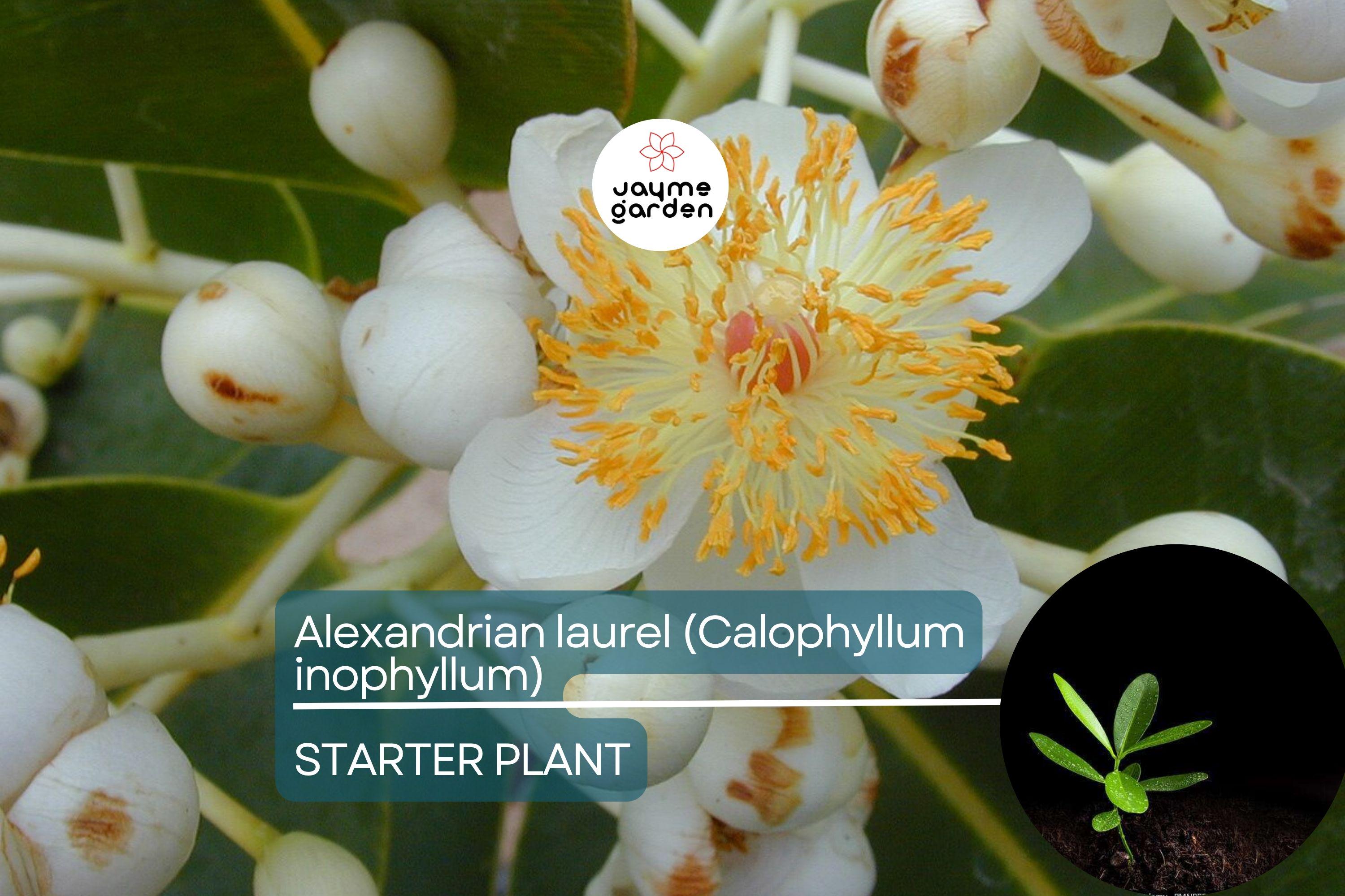 Ball Nut / Alexandrian Laurel (Calophyllum inophyllum) Live Tropical Tree 12”-24” – Elegant Ornamental and Versatile Uses