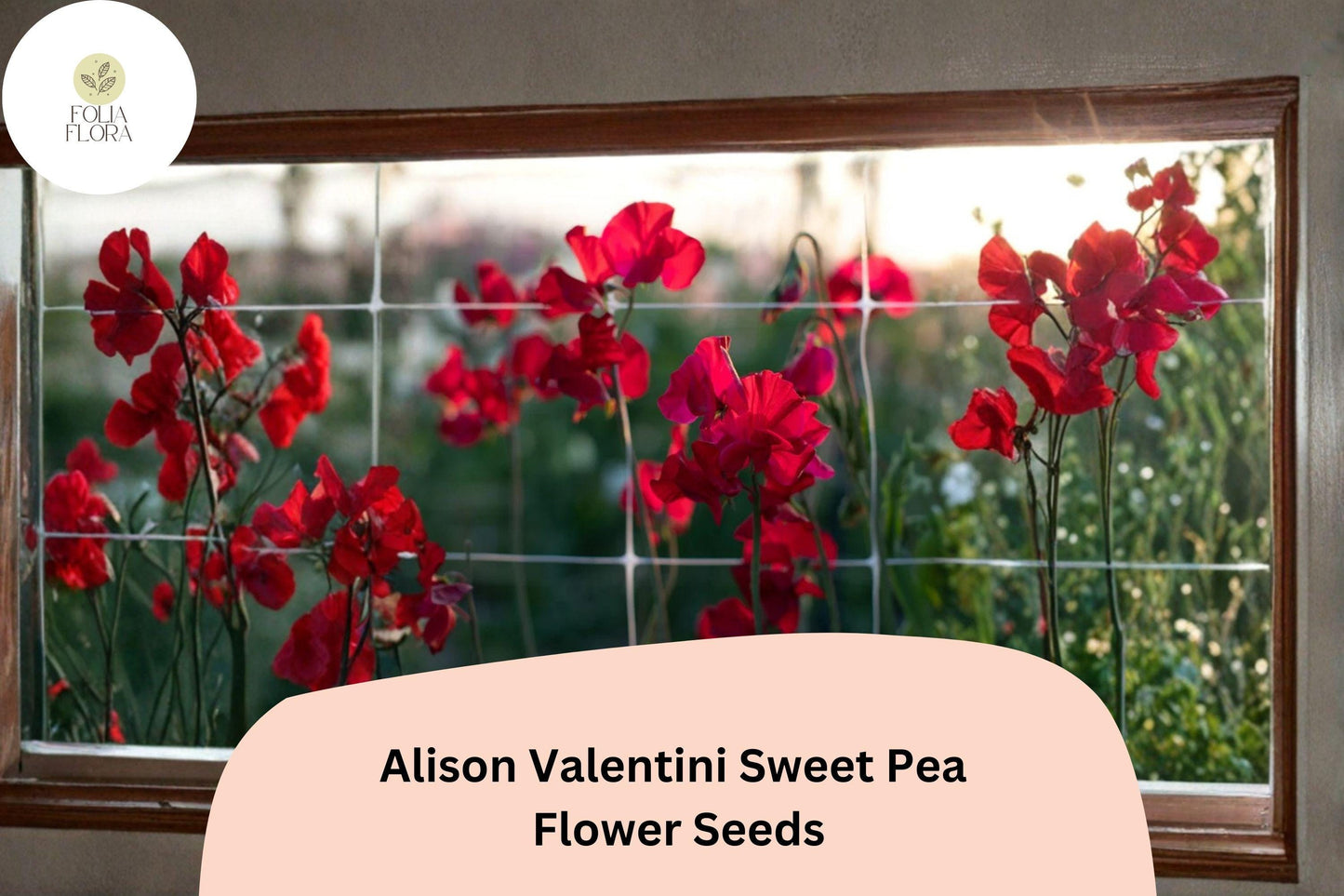 Alison Valentini Sweet Pea 50+ Seeds for Planting – Fragrant Pink Climbing Flower Vine