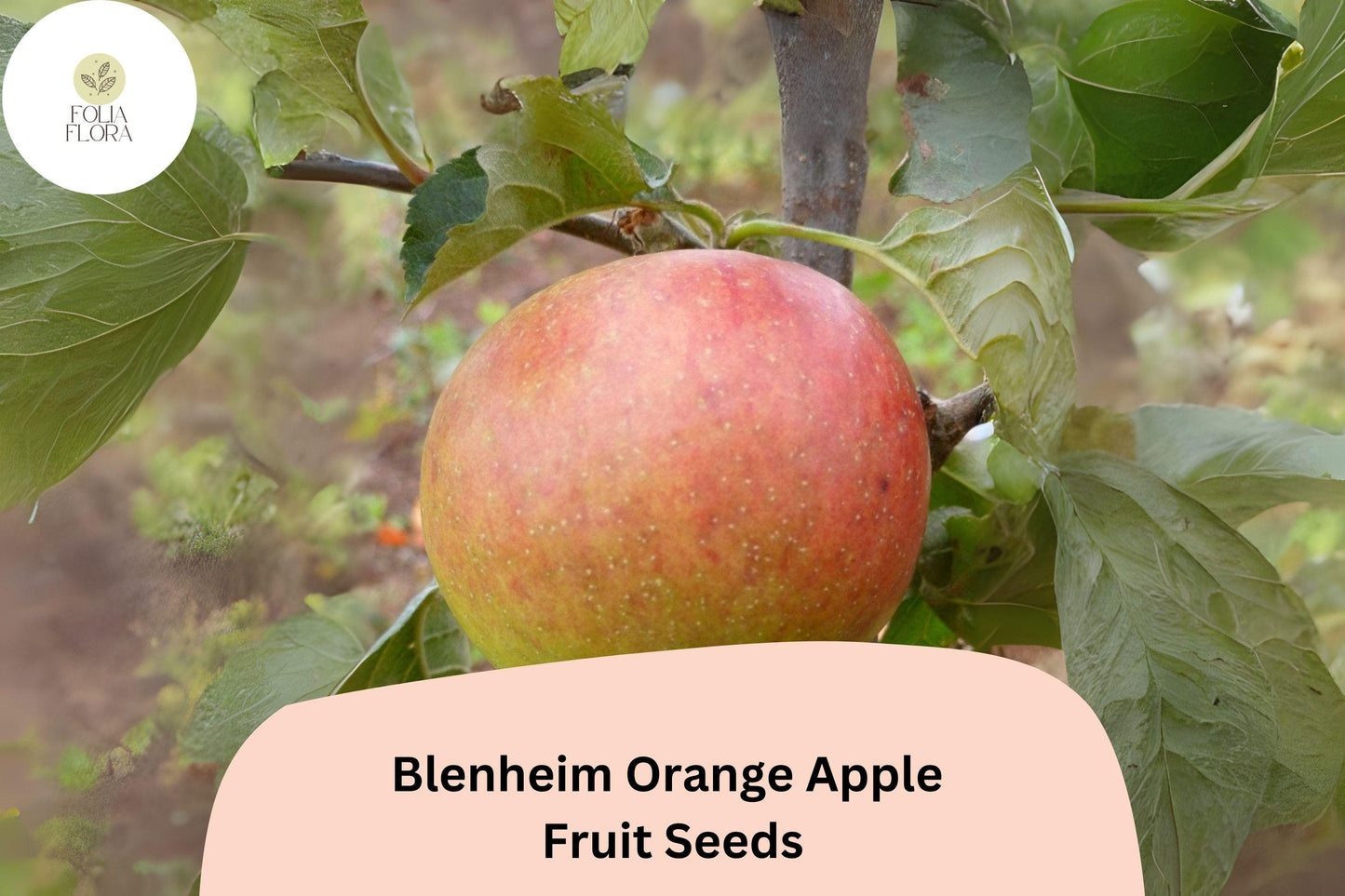 25+ Blenheim Orange Apple Seeds for Planting | Heirloom English Apple Tree | Sweet Tart Fruit | Garden Orchard Seeds