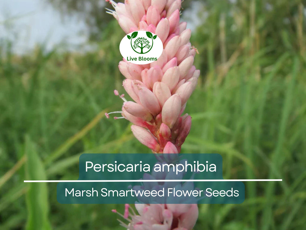 500 mg Seeds Persicaria amphibia (Marsh Smartweed) for Planting | Aquatic & Wetland Plant for Ponds, Gardens, and Wildlife Habitats