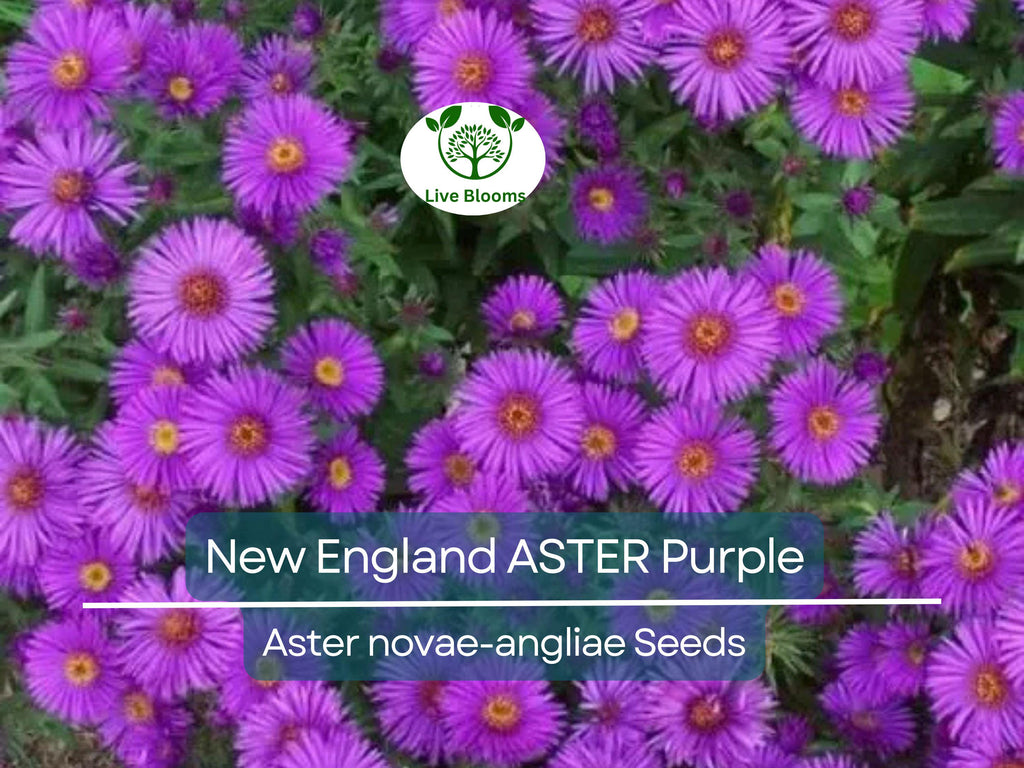 500 Seeds New England ASTER Purple, Perennial, Heirloom, Fall Planting, Non-GMO, Attracts Pollinators, Beautiful Purple Blooms
