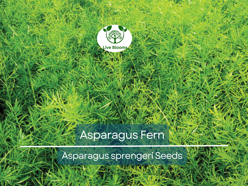 20 Asparagus Fern Sprengeri Seeds – Indoor Plant, Hanging Basket, Low Maintenance, Elegant Greenery, Fern for Pots, Easy Care Houseplant