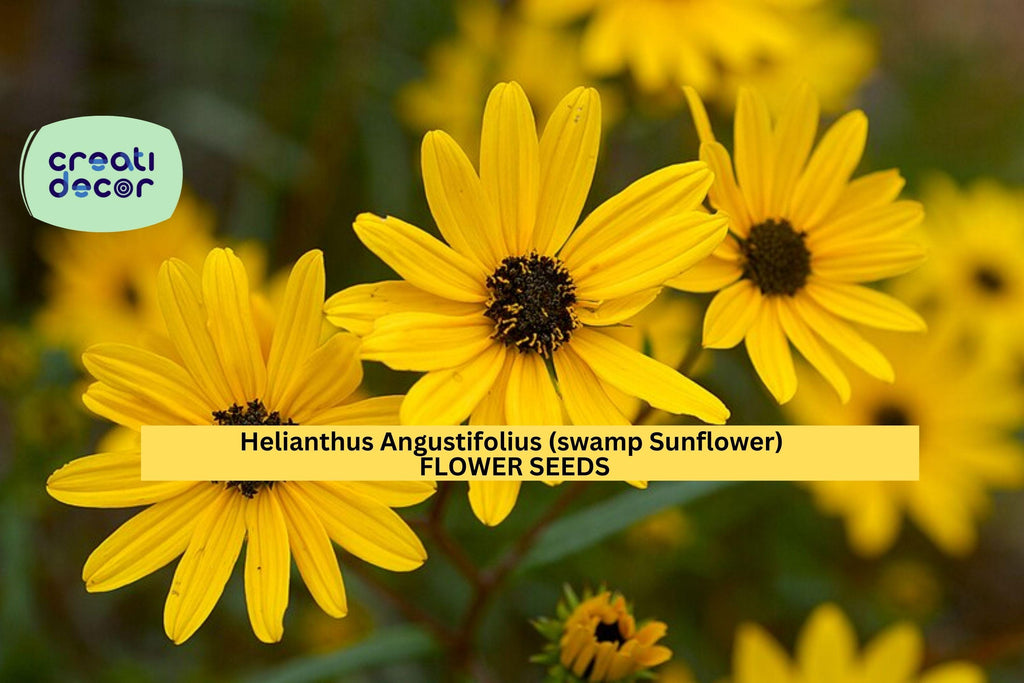 100 Seeds Helianthus angustifolius – Swamp Sunflower for Pollinator Gardens, Wet Soils, or Fall Flower Borders Seeds for Planting