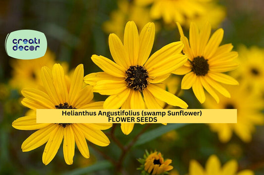 100 Seeds Helianthus angustifolius – Swamp Sunflower for Pollinator Gardens, Wet Soils, or Fall Flower Borders Seeds for Planting