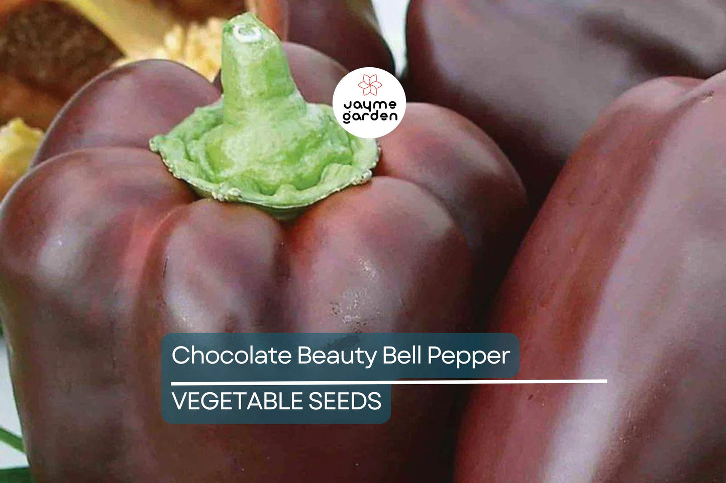 50 Chocolate Beauty Bell Pepper Seeds - Heirloom, NON-GMO, Sweet & Juicy, USA Seller