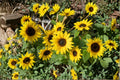 Sunspot Dwarf Sunflower 15 Seeds | Classic Giant Bloom | Compact Dwarf Plant | Perfect for Pots & Small Gardens
