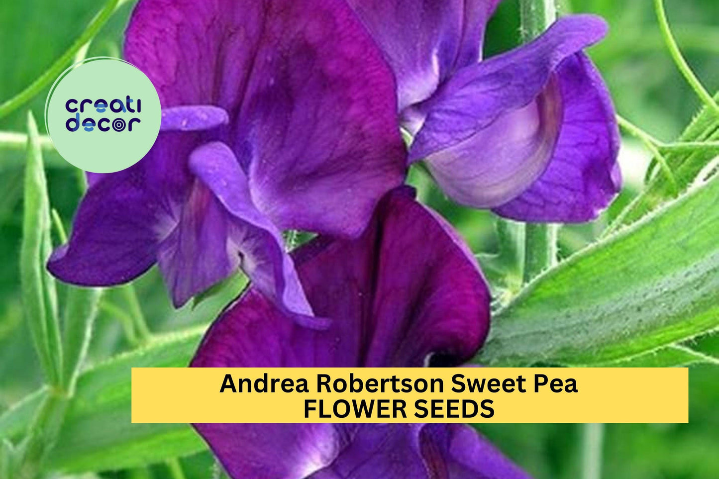 Andrea Robertson Sweet Pea Seeds – 50+ Rich Rose-Pink Blooms – Climbing Flower Vine for Bouquets, Trellises & Cottage Gardens – USA