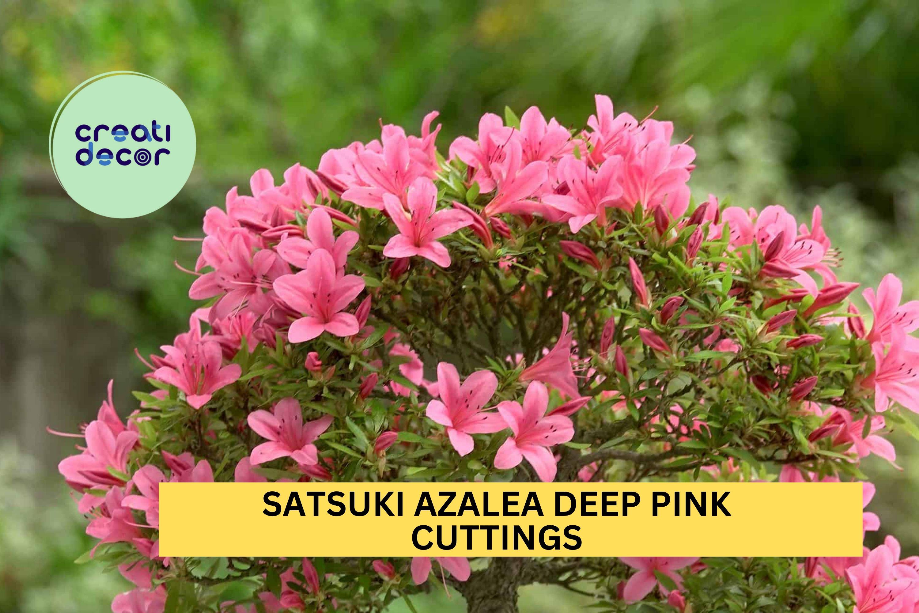 Satsuki Azalea Deep Pink 5 Cuttings | Rhododendron Indicum Starter Wood | Bonsai or Garden Flowering Shrub | USA Seller