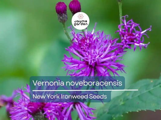 400 Seeds Vernonia Noveboracensis | New York Ironweed Seeds for Planting | Purple Flowering Perennial | Pollinator Attracting Garden Plant