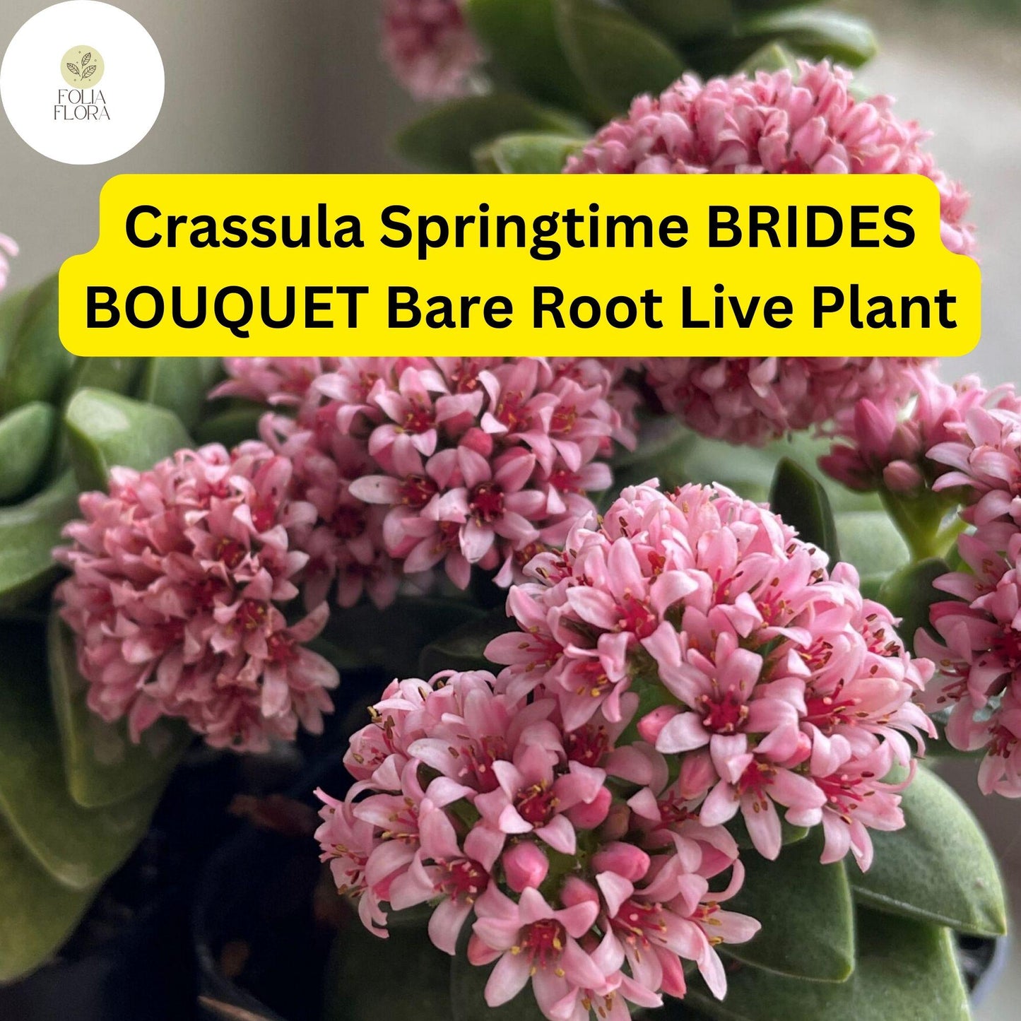 Crassula ‘Springtime’ Bride’s Bouquet | 1 Bare Root Live Succulent | Compact, Clusters of Pink Blooms, Easy-Care Houseplant