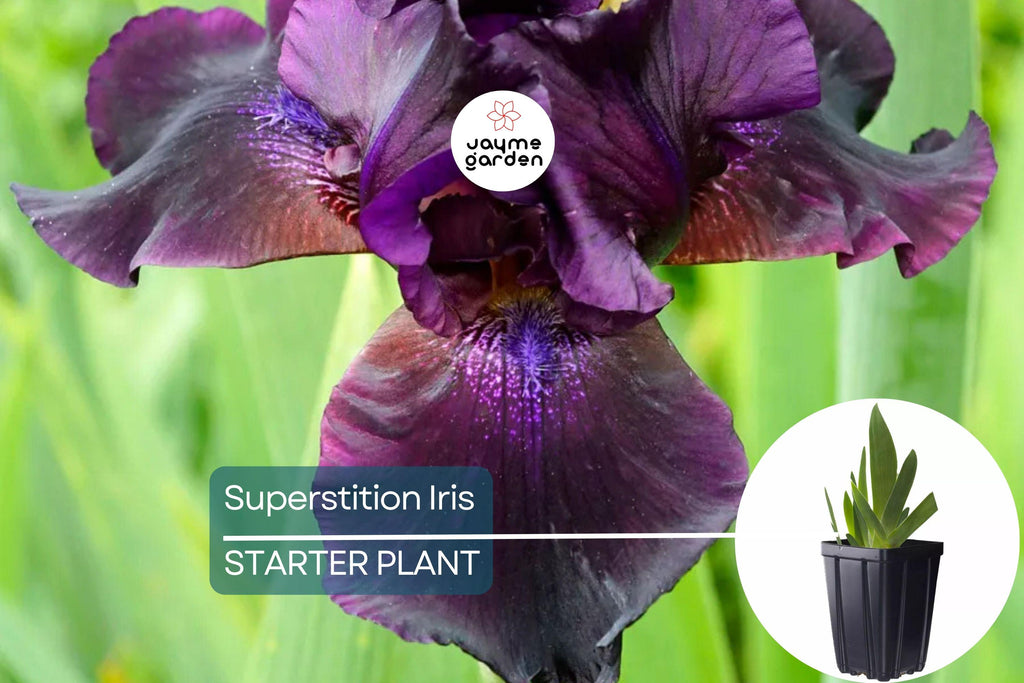 Superstition Iris Plant – Quart Pot | Deep Purple-Black Flowers | Perennial | Easy to Grow | Hardy Zones 4-10