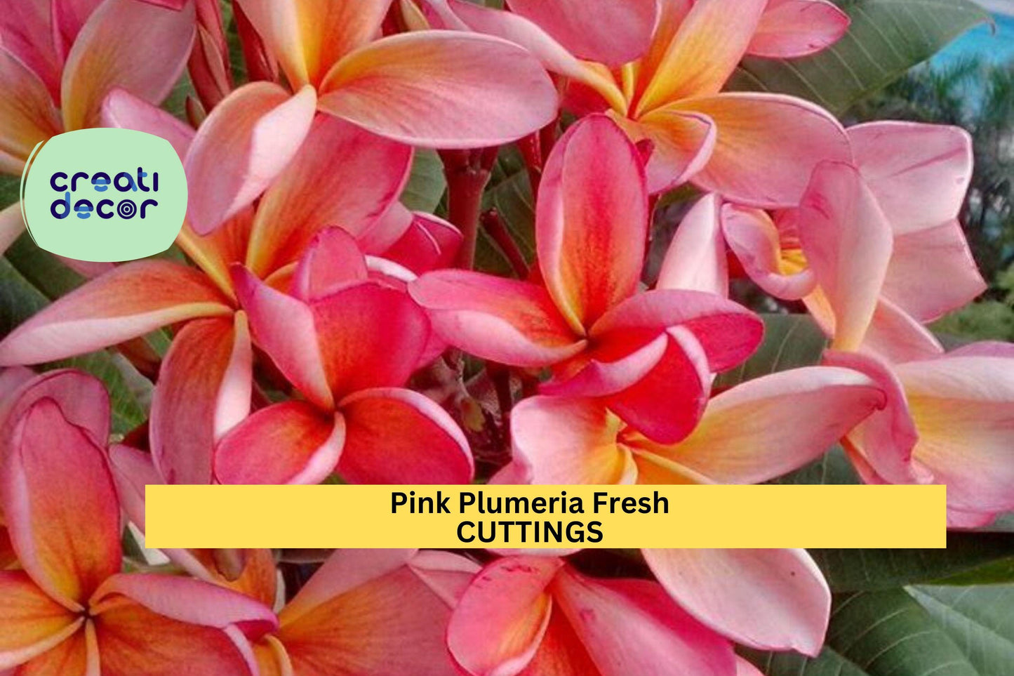 25 Pink Plumeria Cuttings – 10" Unrooted Single-Head Stems | Frangipani Tropical Flower for Propagation in Pots or Garden Beds
