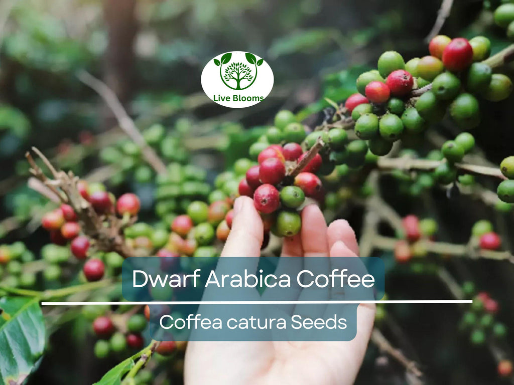 10 DWARF Arabica Coffee Plant Seeds (Coffea catura), Indoor Coffee Bean Tree, Grow Your Own Coffee, Compact Size, Perfect for Home Gardening