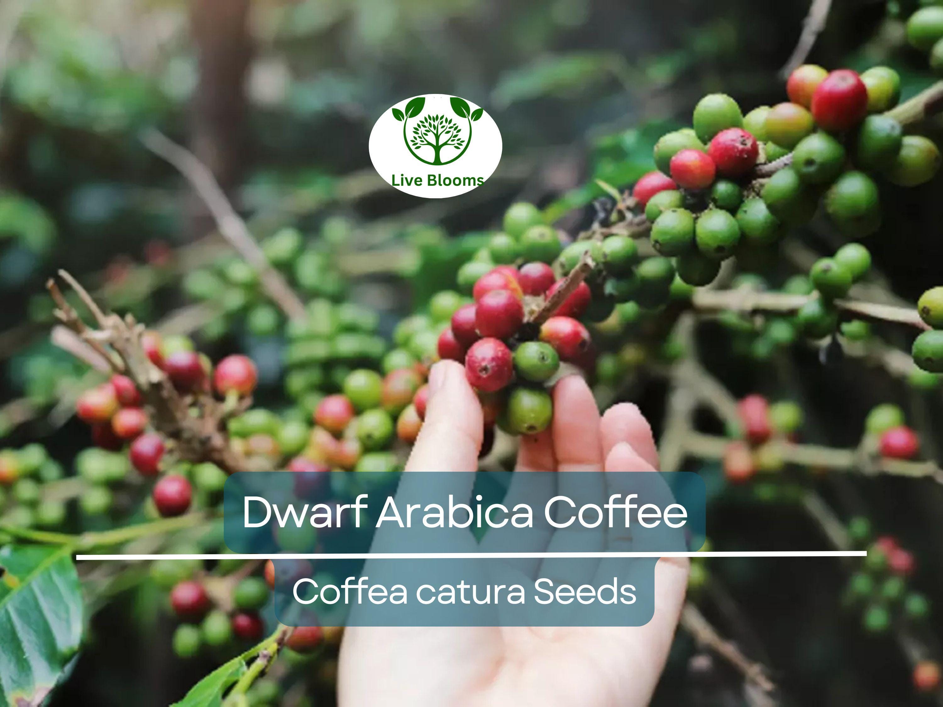 10 DWARF Arabica Coffee Plant Seeds (Coffea catura), Indoor Coffee Bean Tree, Grow Your Own Coffee, Compact Size, Perfect for Home Gardening