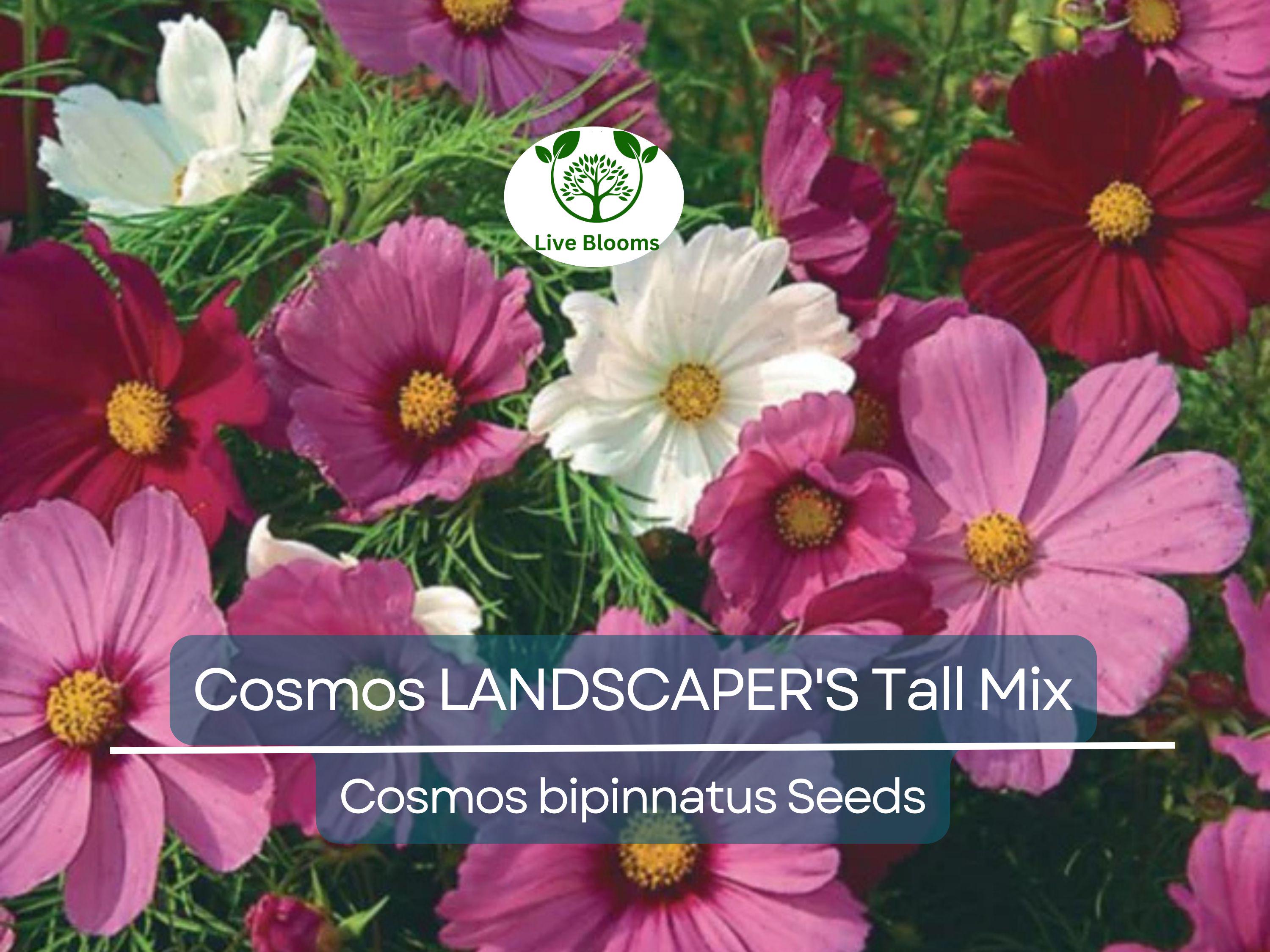 500 Seeds Cosmos bipinnatus Tall Mix – Landscaper’s Bulk Pack – Non-GMO Wildflower Blend – Easy Annual Cut Flowers for Pollinators