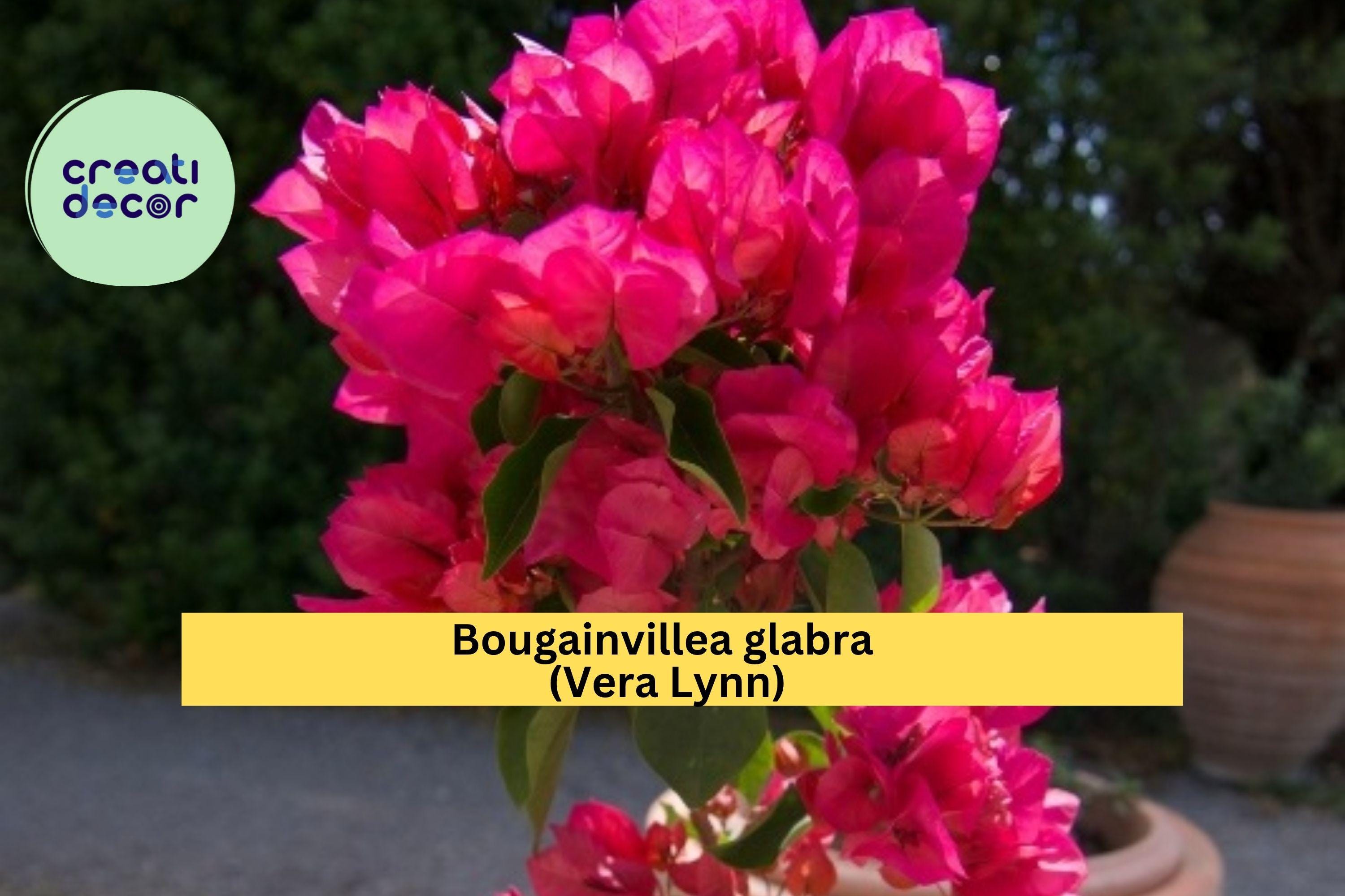 Vera Lynn Bougainvillea – Live Small Rooted Starter Plug Plant, Very Rare & Hard to Find Tropical Flowering Vine, Purple-Pink Bracts