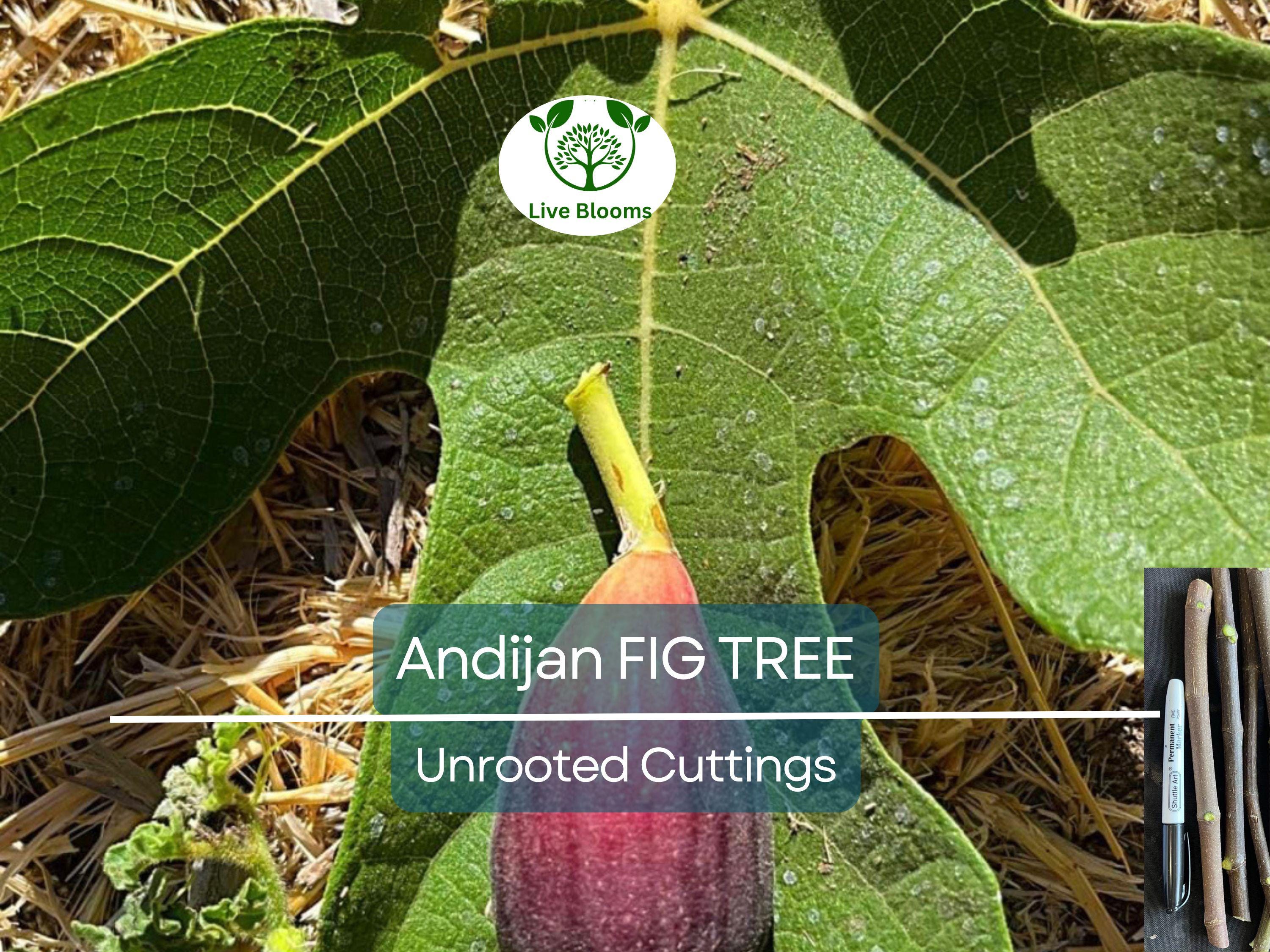 3 Fig Trees “Andijan” Rare Unrooted Cuttings - Ficus Carica, Sweet & Delicious, Ideal for Rooting, Grafting, Hardy Fruit Tree, Organic