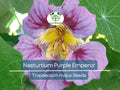 15 Seeds Nasturtium Purple Emperor, Heirloom Edible Flowers, Non-GMO, Tropaeolum majus, 18-24" Height, Purple Flowers, for Salads & Gardens