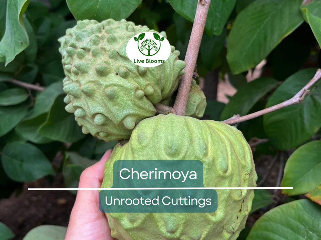 4 Pcs California Cherimoya Unrooted Cuttings for Rooting - Annona cherimola, Sweet Custard Fruit, Easy Propagation, Tropical Fruit Plant