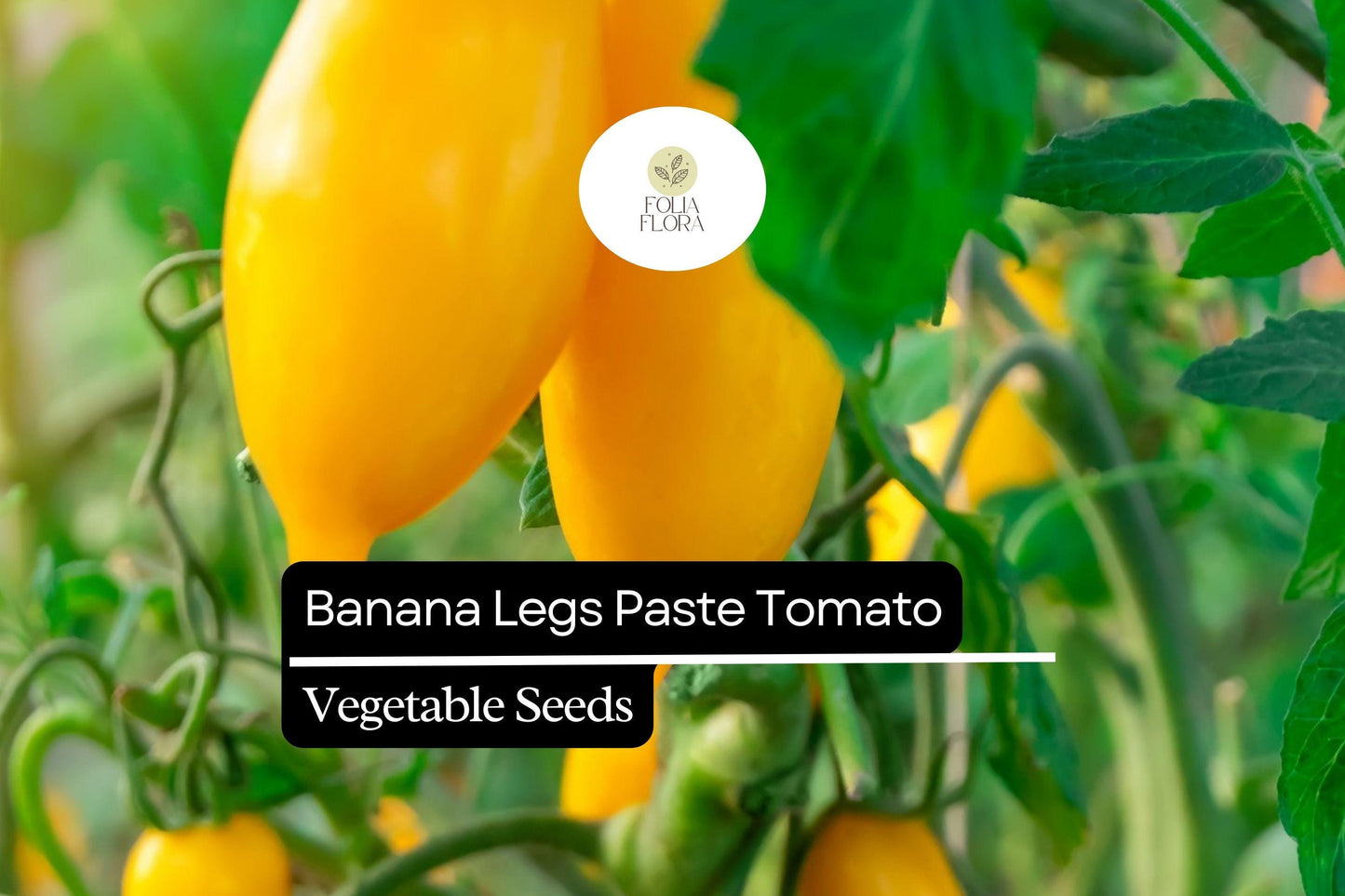 30 Banana Legs Tomato Seeds – Solanum lycopersicum – Heirloom, Yellow Paste Tomato, Mild & Meaty, Perfect for Sauces