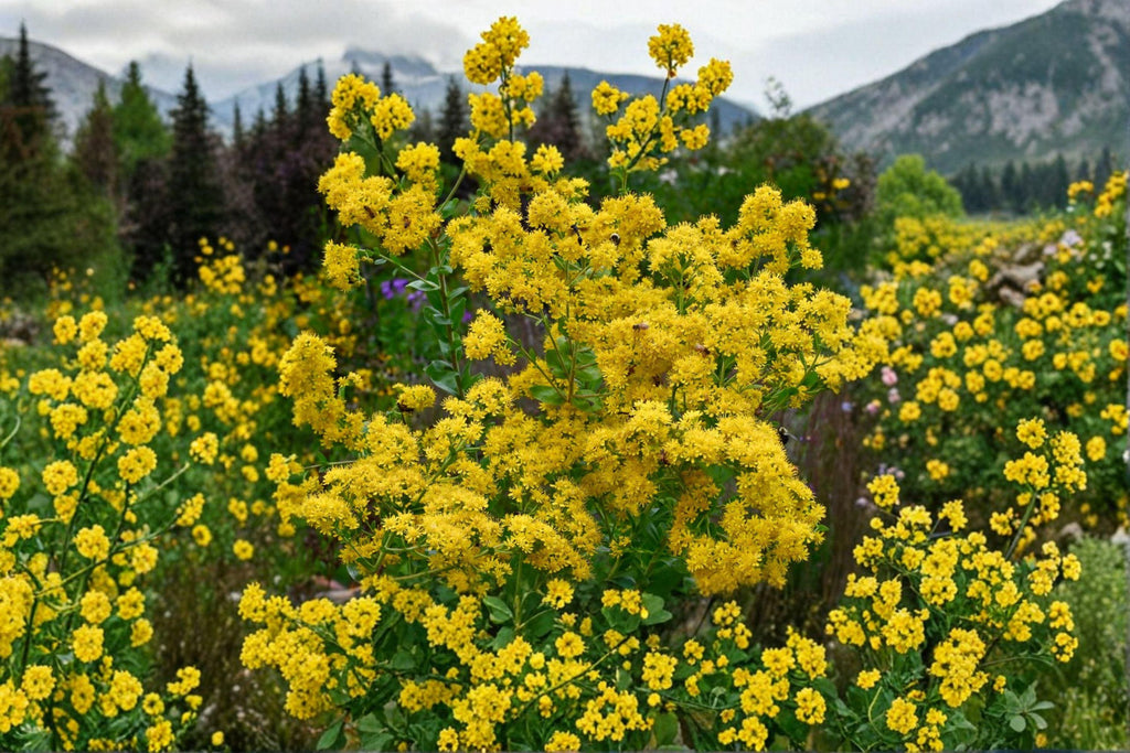Oligoneuron Rigidum Stiff Goldenrod Seeds – 100 Native Perennial Prairie Wildflower | Drought-Tolerant | Pollinator Favorite
