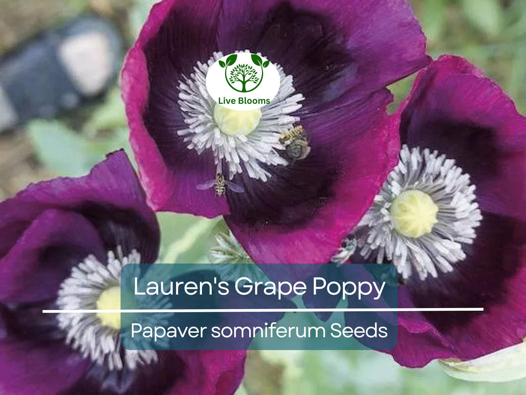 500 Seeds Poppy LAUREN'S GRAPE (Papaver somniferum) Purple Poppies, Attracts Bees & Butterflies, Non-GMO, Gorgeous Garden Flowers