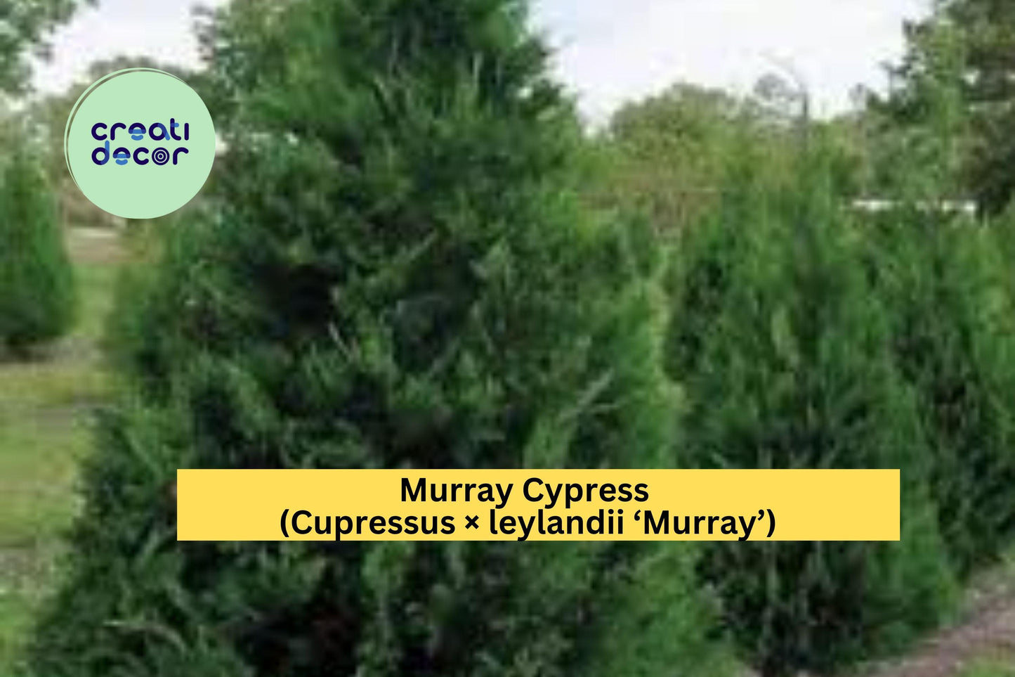 Murray Cypress Trees | Set of 3 Live Bare Root Evergreen Privacy Shrubs | Fast Growing