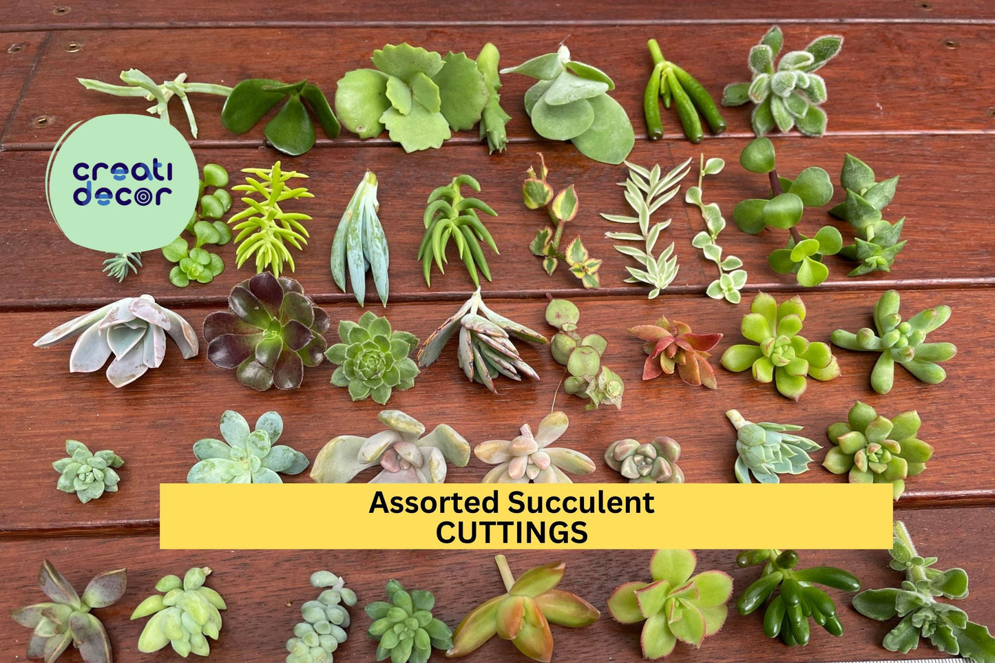 20 Assorted Succulent Cuttings | 18 Varieties Starter Set | Mix of Echeveria, Sedum, Jade, Crassula | DIY Gardens, Gifts, Decor
