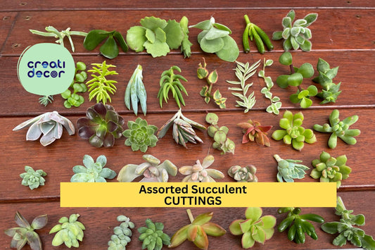 20 Assorted Succulent Cuttings | 18 Varieties Starter Set | Mix of Echeveria, Sedum, Jade, Crassula | DIY Gardens, Gifts, Decor