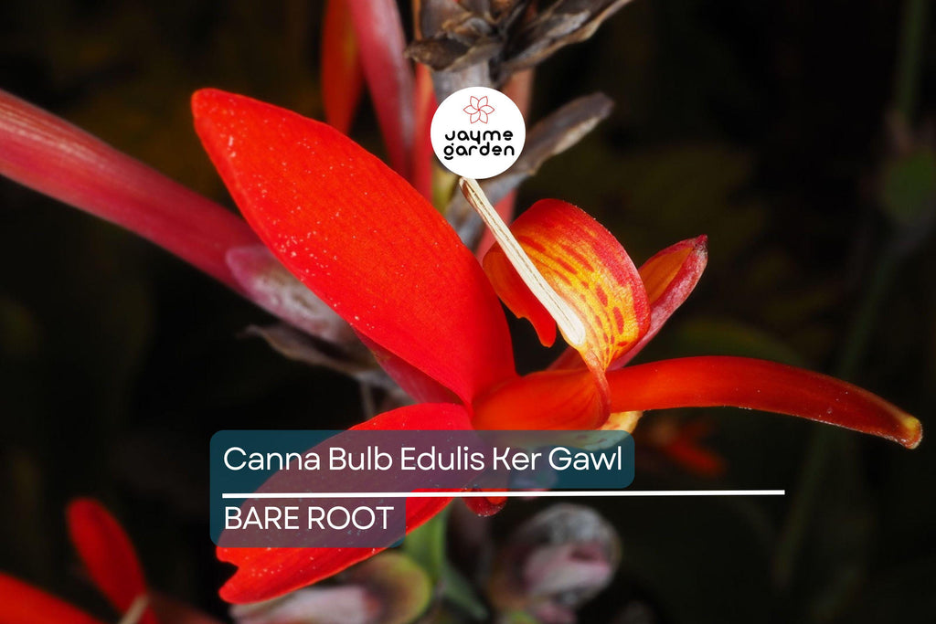 1 Canna Bulb Edulis Ker Gawl - Bare Root Live Plant - Ready to Plant, Tropical Ornamental Plant