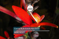 1 Canna Bulb Edulis Ker Gawl - Bare Root Live Plant - Ready to Plant, Tropical Ornamental Plant